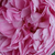 Rose - Rosiers anglais - Charles Rennie Mackintosh